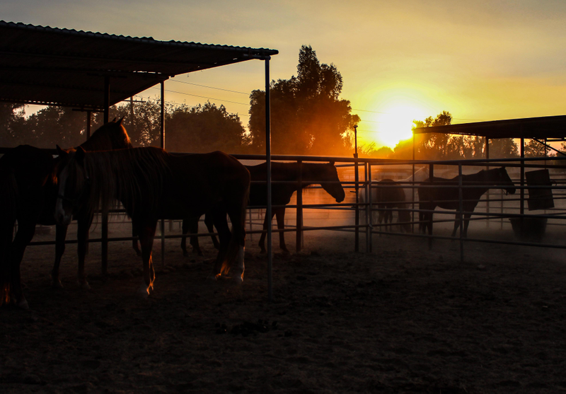 Illustration for article titled Meet the Heroes Who Saved Malibu's Horses From a Fiery Inferno